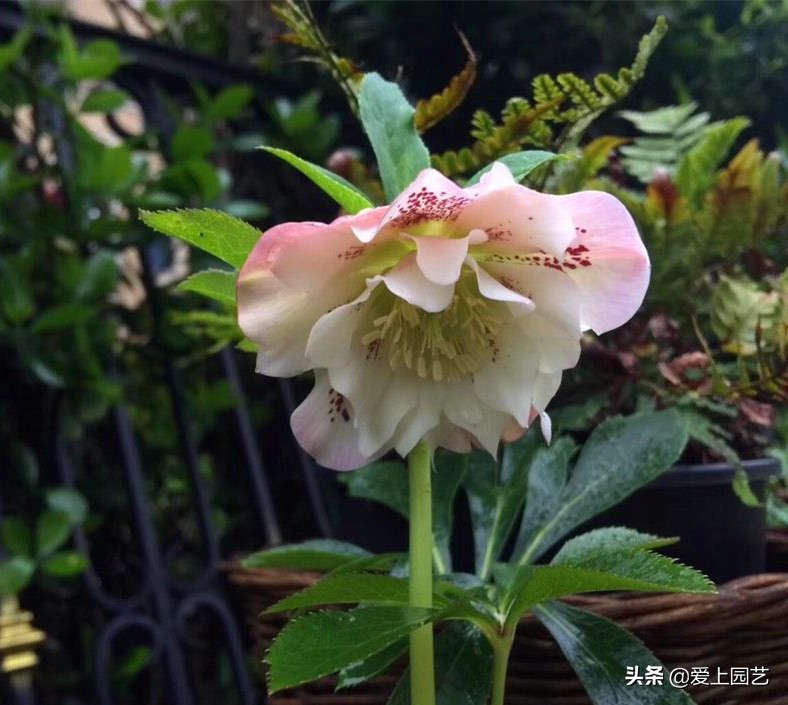 欧洲玫瑰冬季花朵,冬季开花的粉色玫瑰