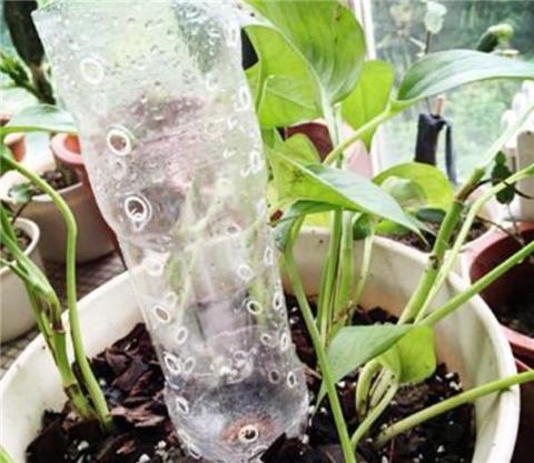 自制绿萝柱不用棕榈皮行吗,自制绿萝爬柱