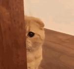 为什么现在年轻人喜欢养猫,当代年轻人不养孩子养猫