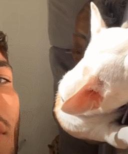 人狗大战电影免费观看,第一次人机大战视频