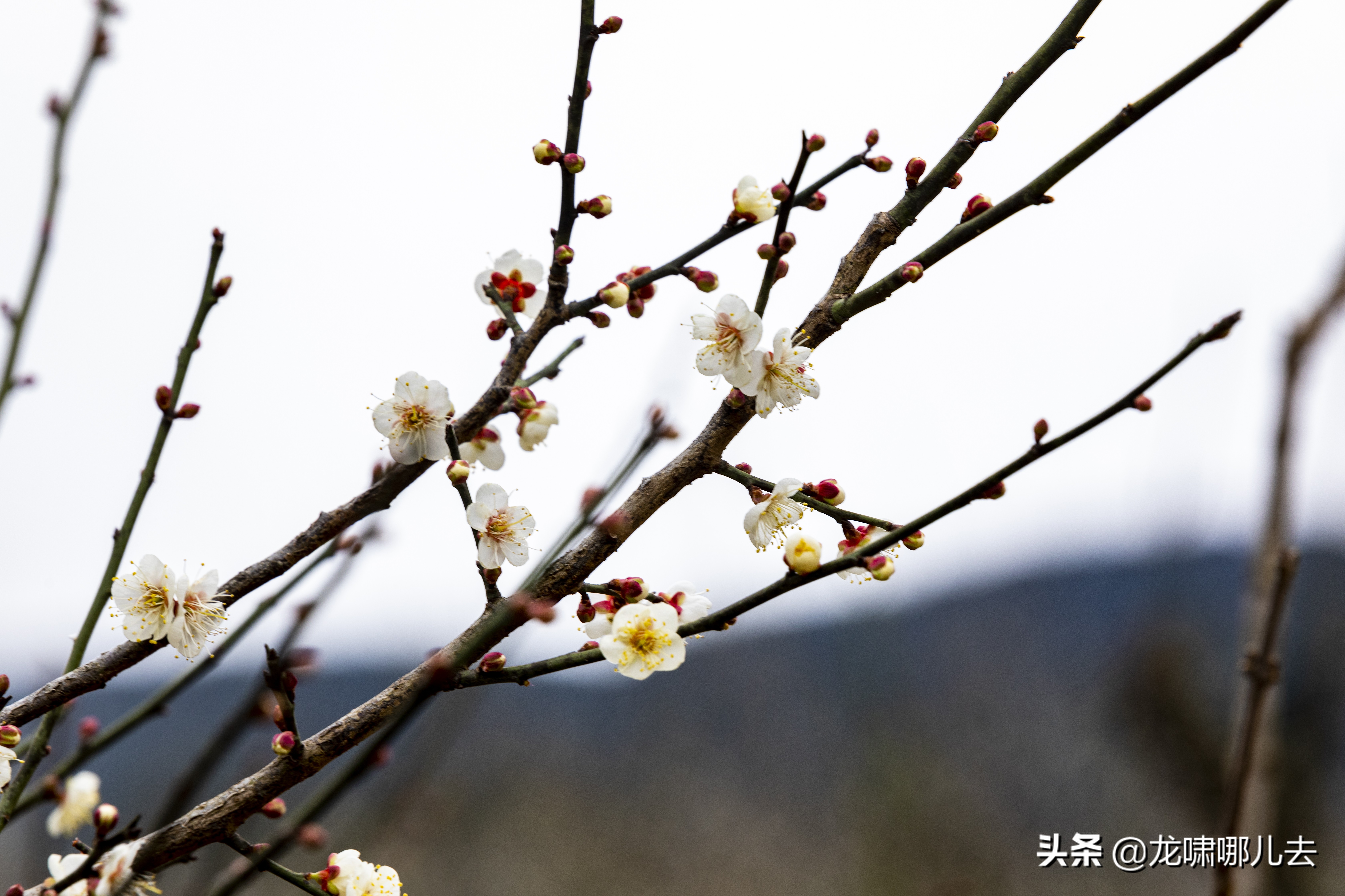 梁化梅园梅花观赏最佳时间,惠州梁化梅园看梅花时间