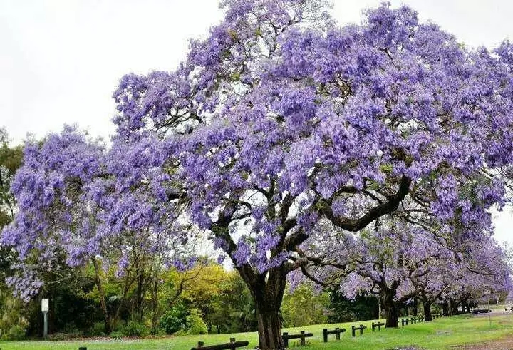 园林景观工程施工前的准备,园林景观基础施工流程解析
