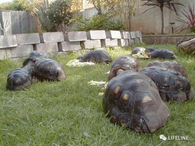 红腿陆龟如何家庭散养,广东红腿陆龟养殖方法