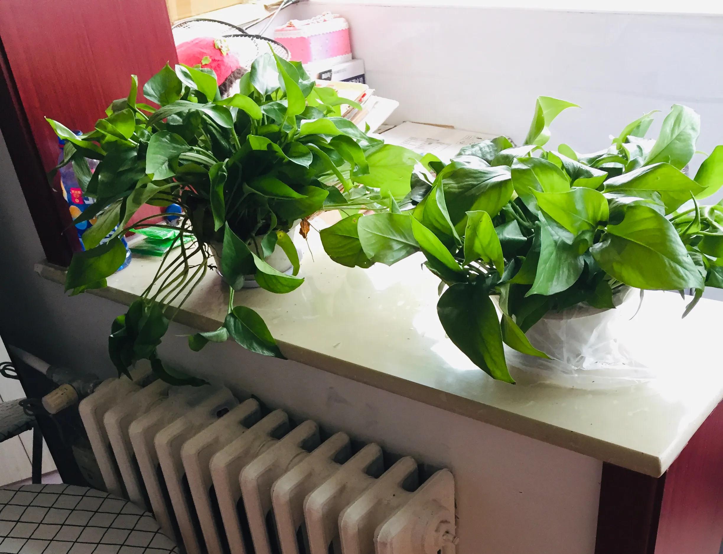 我在北京中考满分作文,我在北京中学的英文怎么说