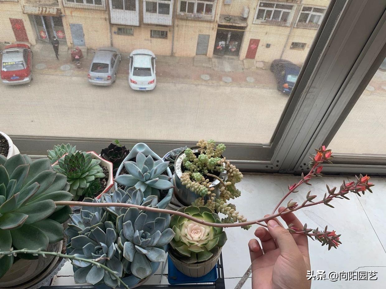 多肉花剑怎么处理,多肉长花箭几月份处理