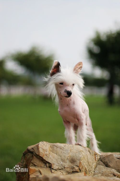 宠物狗大全免费观看,什么狗最好养又听话又聪明大型犬