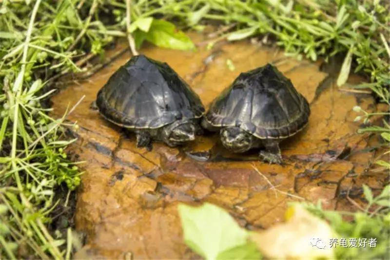 如果你不懂龟，看完之后会想要一只吗？