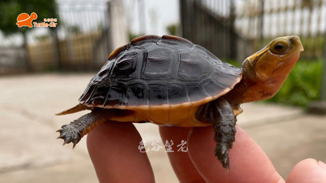 黄缘龟底板有异色可以养吗,黄缘龟背甲颜色淡