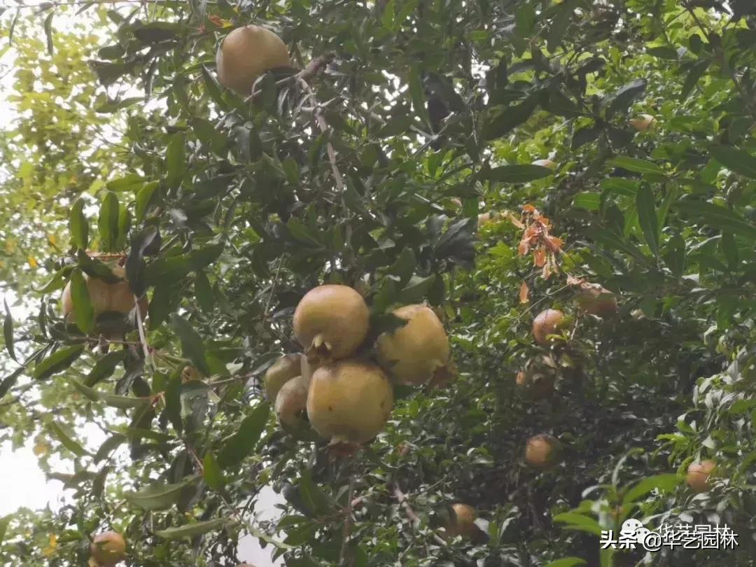 白露的诗句露从今夜白,白露至凉风起且看露从今夜白