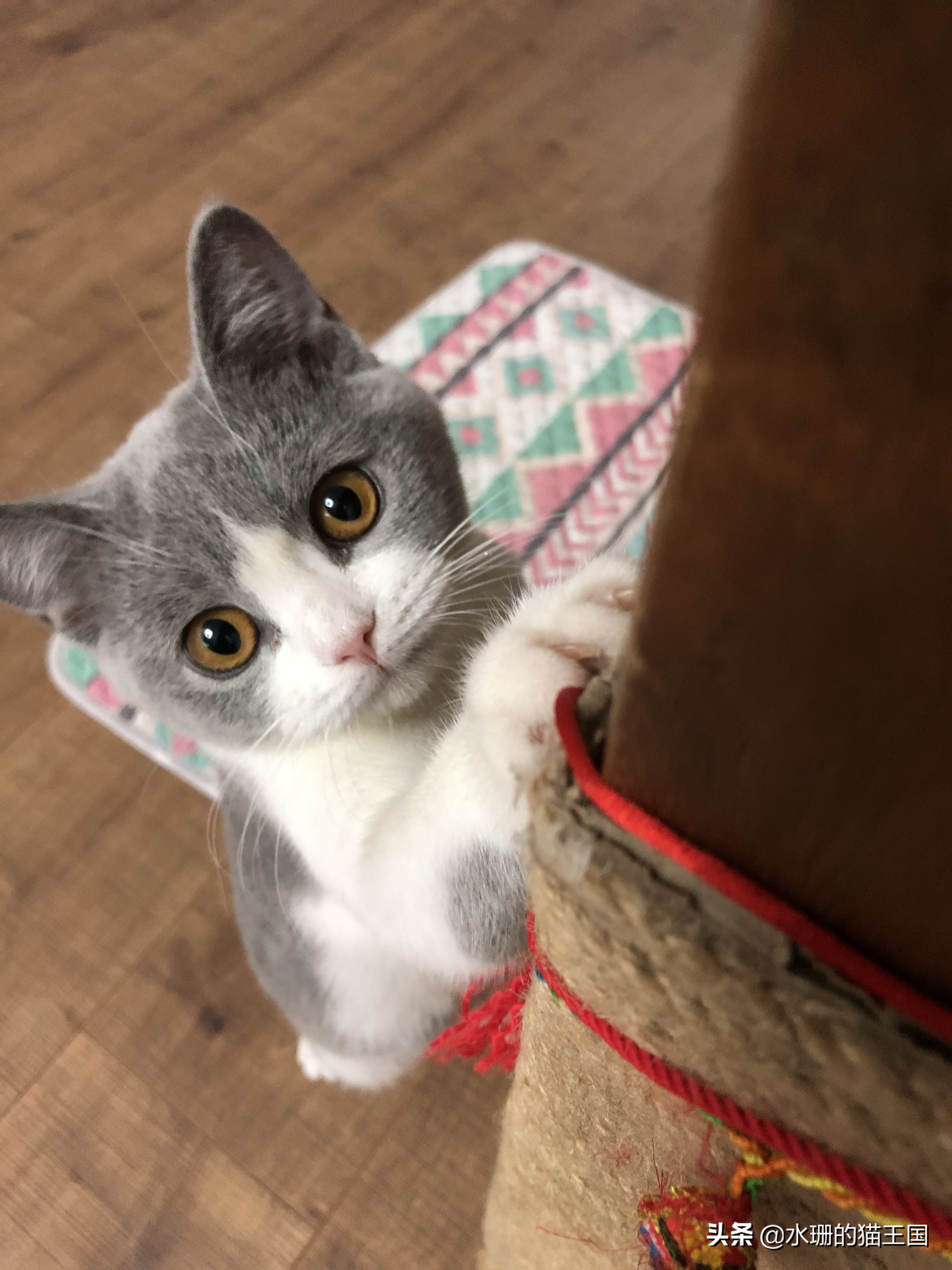 没有不磨爪爪的猫，可猫咪到处乱挠怎么破？看我家猫咪磨爪训练！