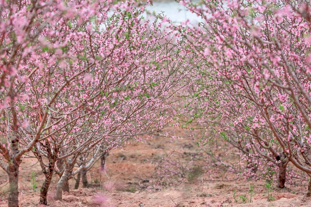 遇见狮岭真实视频,遇见狮子京剧