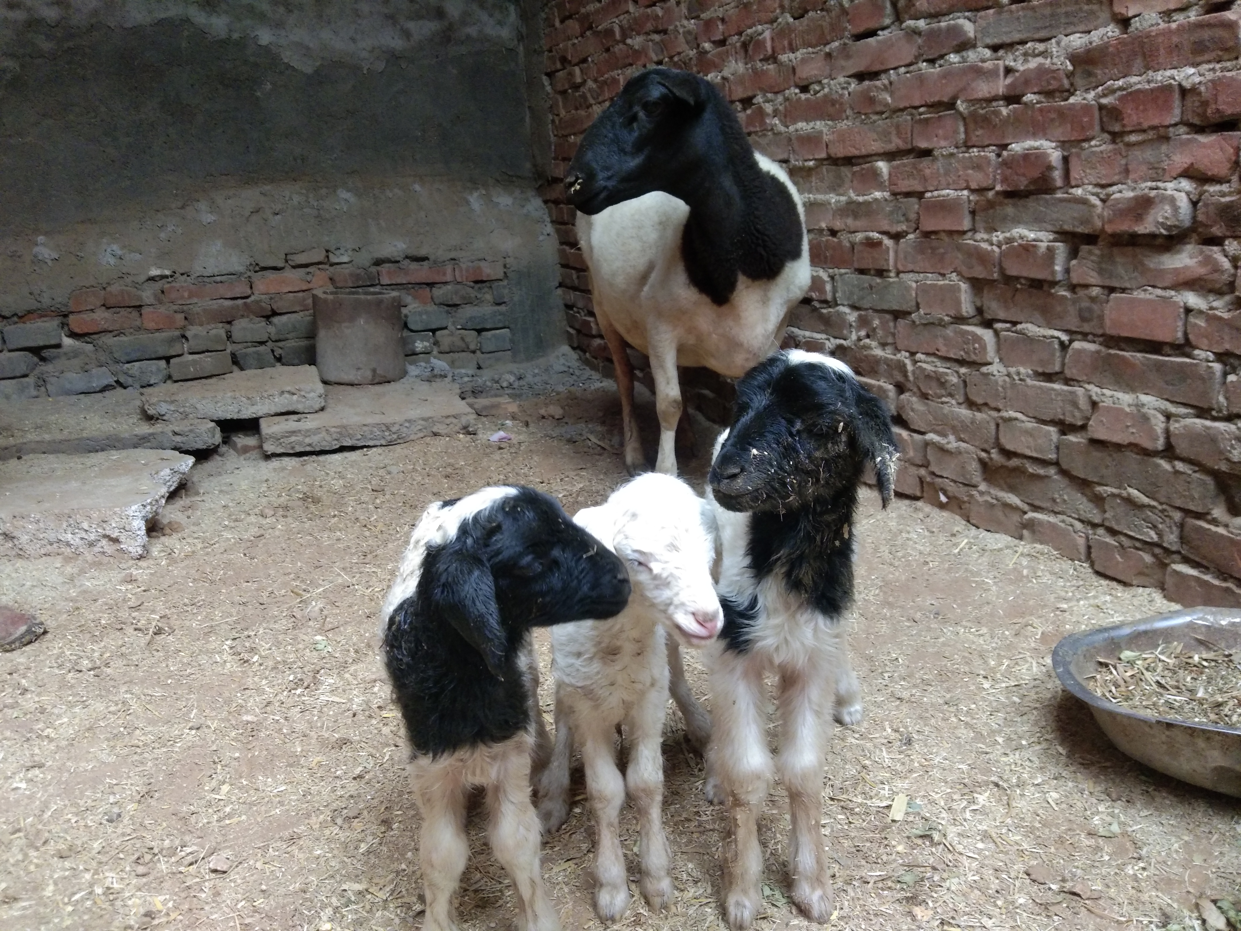 养羊技术小羊没奶吃什么,母羊不认小羊怎么办妙招