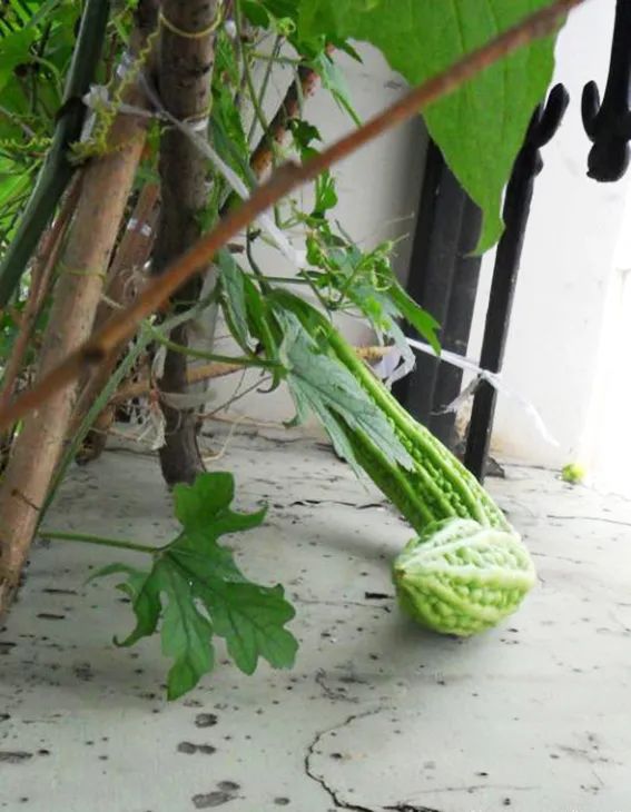 苦瓜开花坐果长不大怎么回事,苦瓜为什么老是开雄花不开雌花