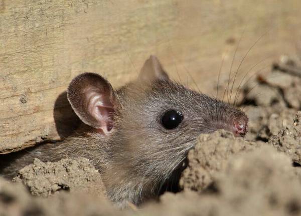 民间故事黄鼠狼素材,民间传说故事大全穷人借粮食