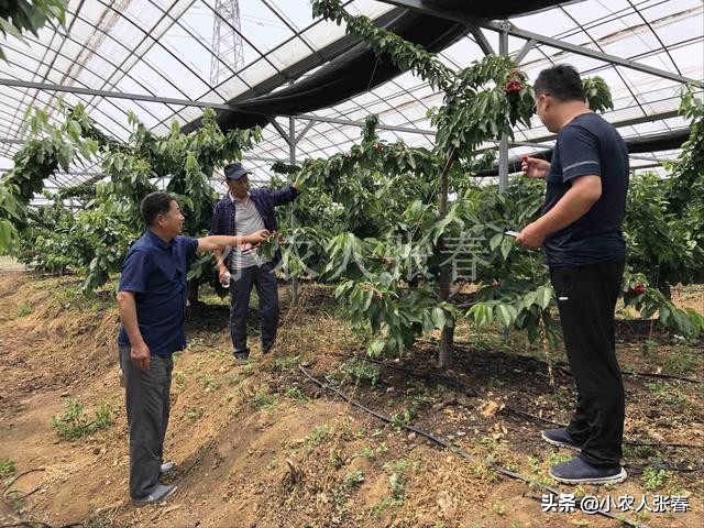 樱桃爸爸打了娇娇一巴掌,樱桃爸爸怒扇耳光