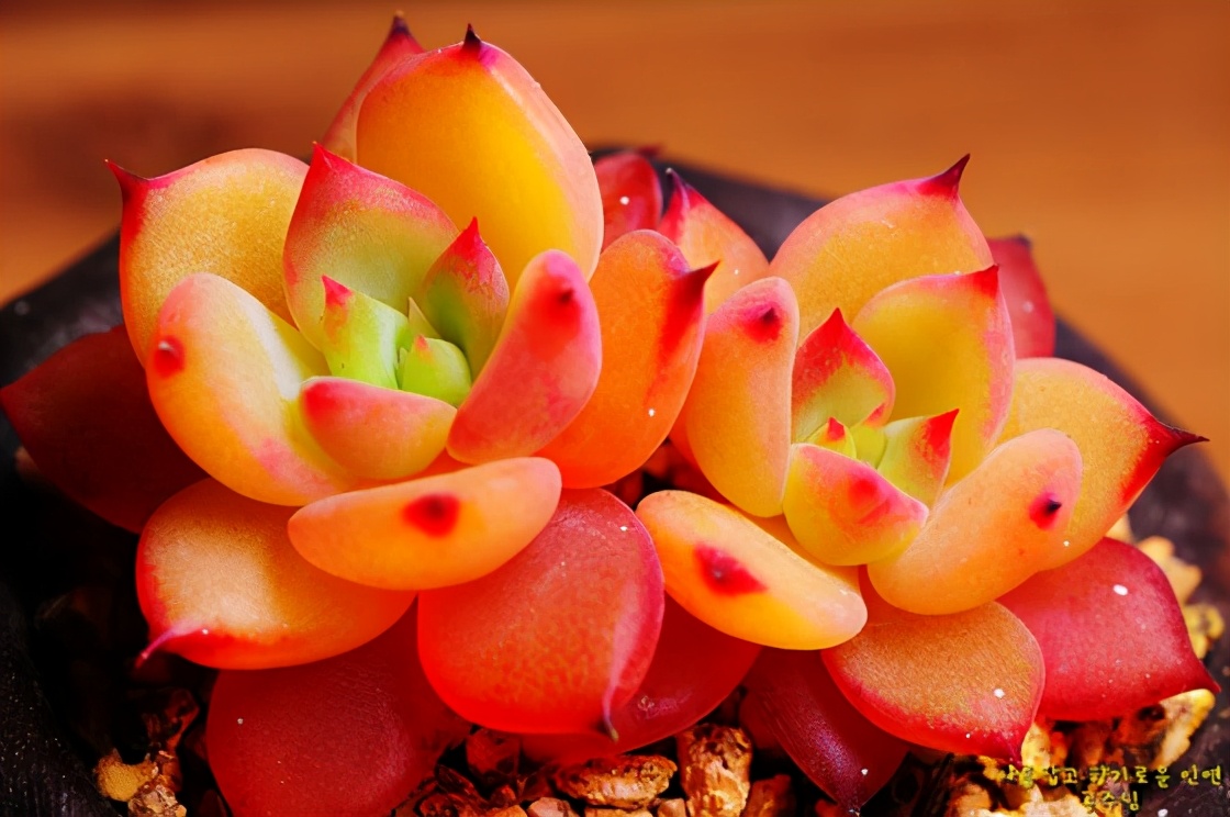 韩国多肉有多仙,韩国公主多肉图片大全