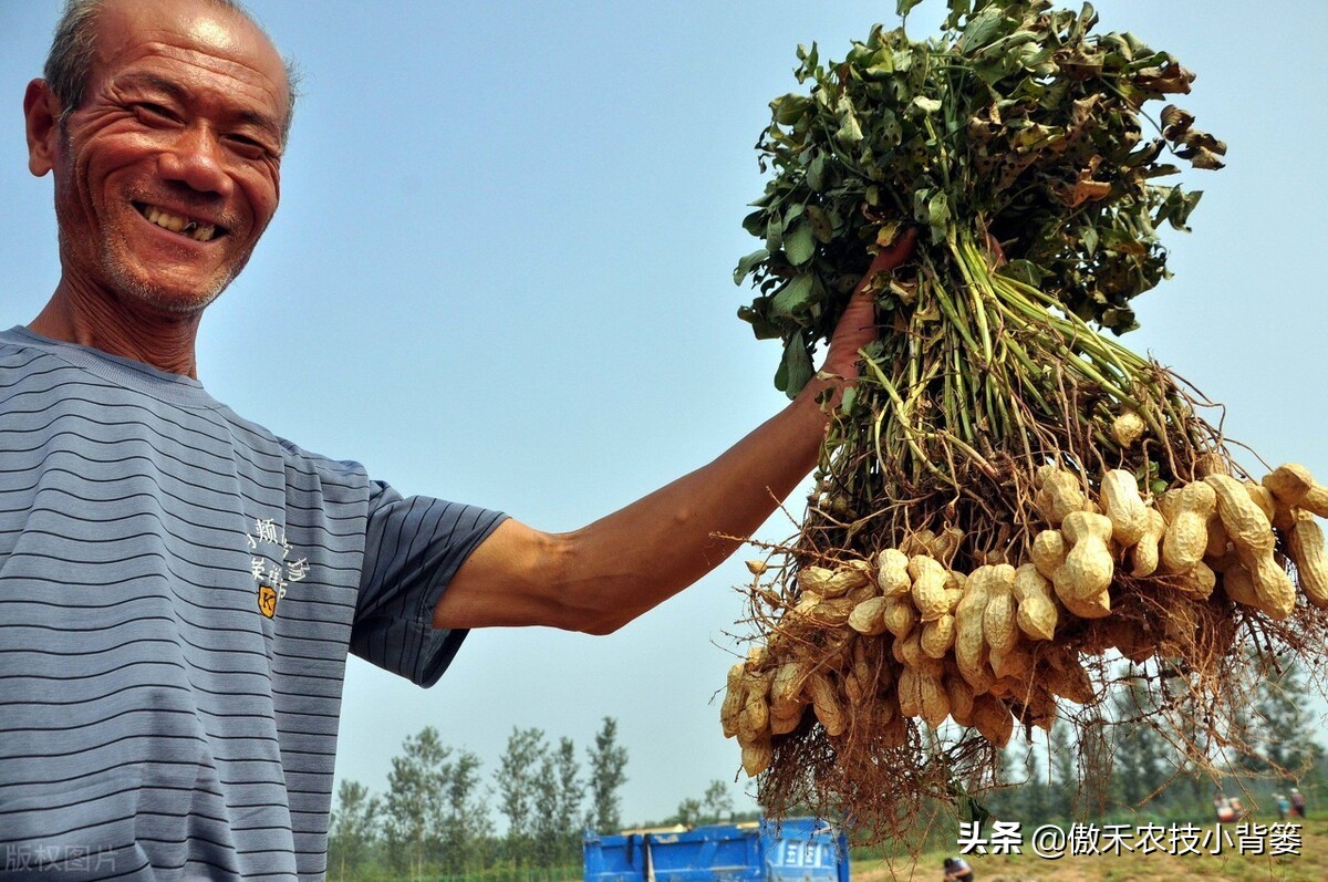 花生带壳播种比剥壳播种，真的更省工、省肥、病害少、产量高吗？