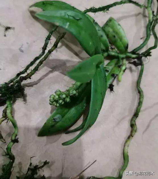 兰花国家级濒危珍稀物种布袋兰,国家保护植物兰花品种介绍