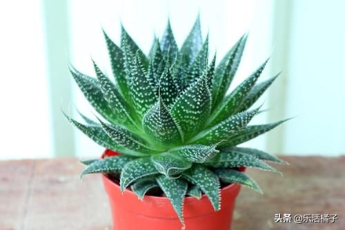 治痘的芦荟品种,比芦荟还好养的植物