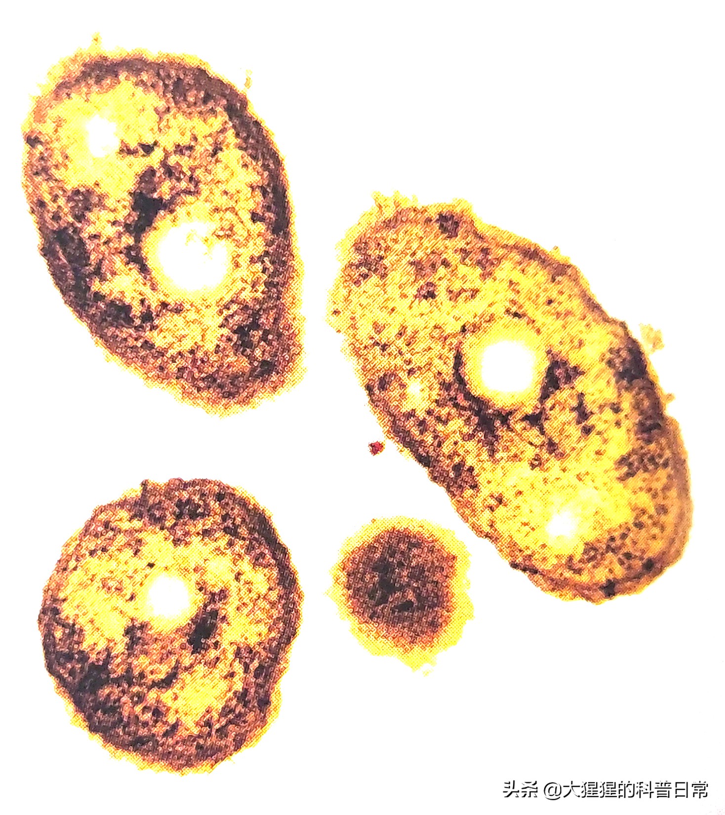 微生物原核生物,微生物照片原核生物