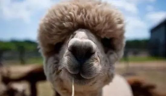 中国买房的钱出国能干嘛 (国外的钱能在国内买房吗)