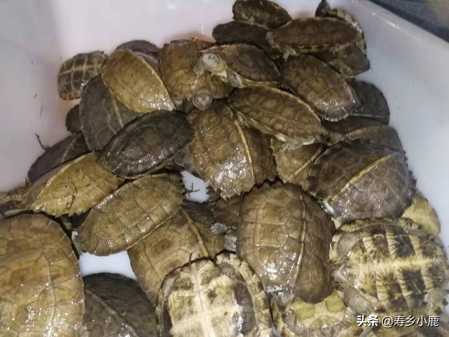 亚洲巨龟蛋孵化时间,亚巨龟怎么孵化