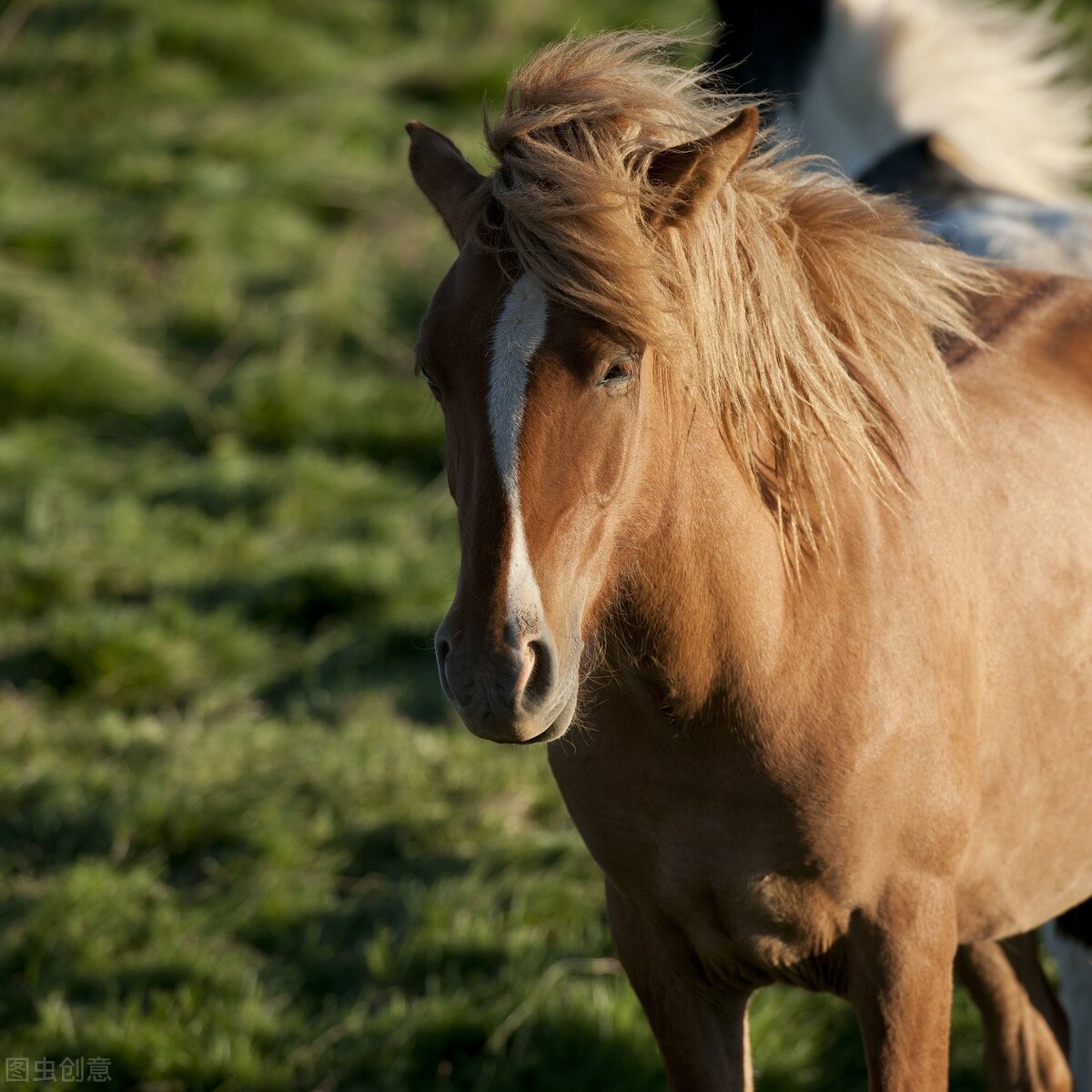 塞翁失马小学生作文,小学生塞翁失马小古文