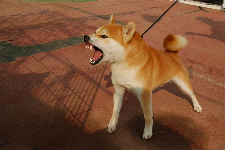 狗狂犬病发作的症状表现,得了狂犬病的狗是什么症状视频