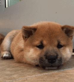 海南免税店线上购物是真货么,海南现场提货的免税店