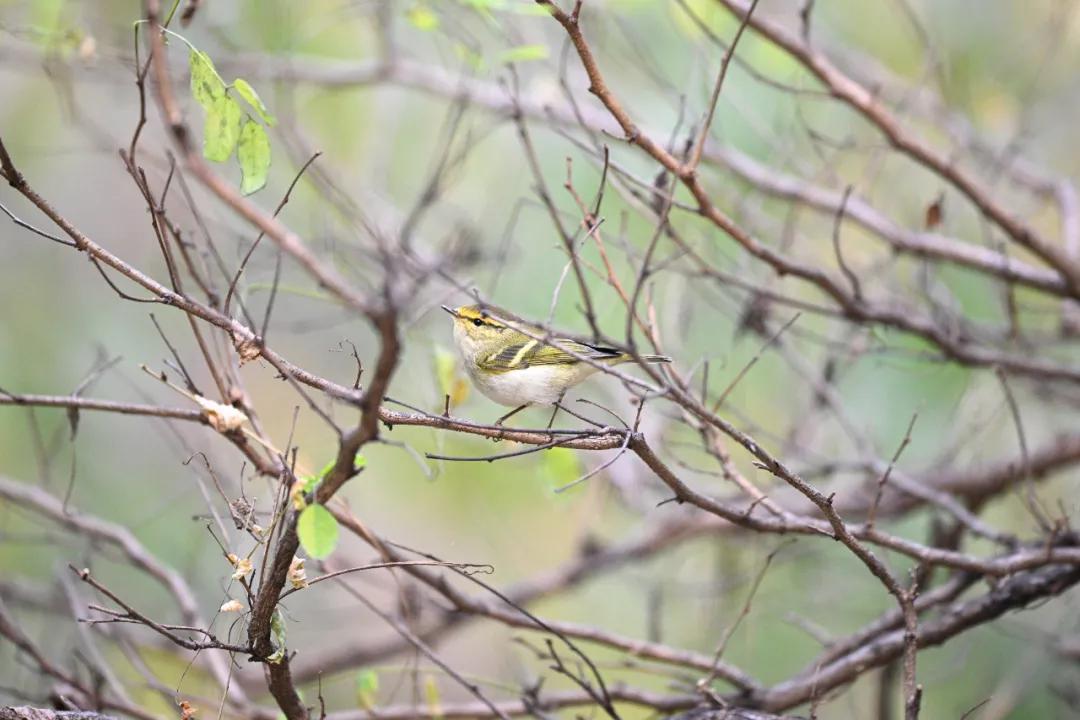 尼康z9旗舰相机详细评测,尼康z9机身的无损变焦功能