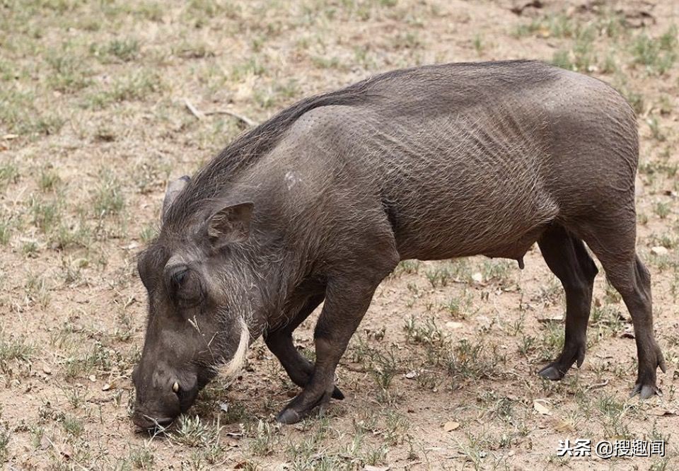 这三种常见肉最好别吃,以下这六种肉再穷都不要吃