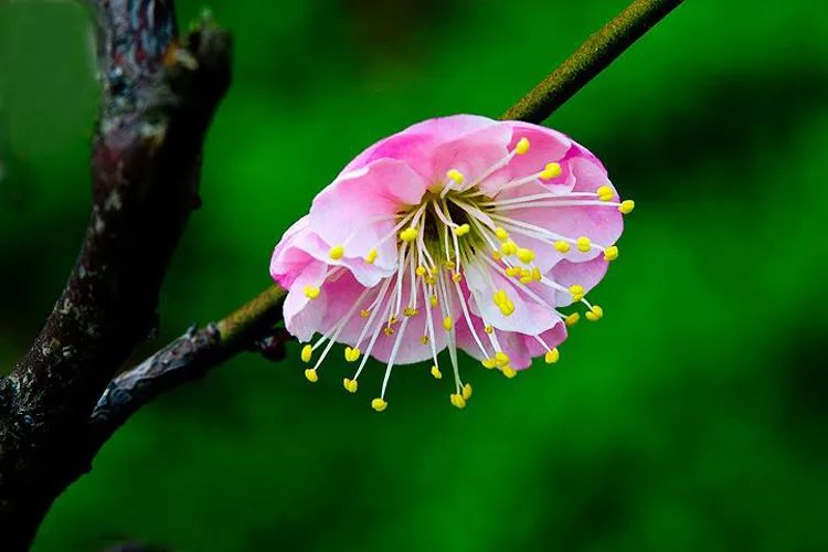 梅花拍摄技巧梅花三弄,一排梅花树如何拍出梅花的美