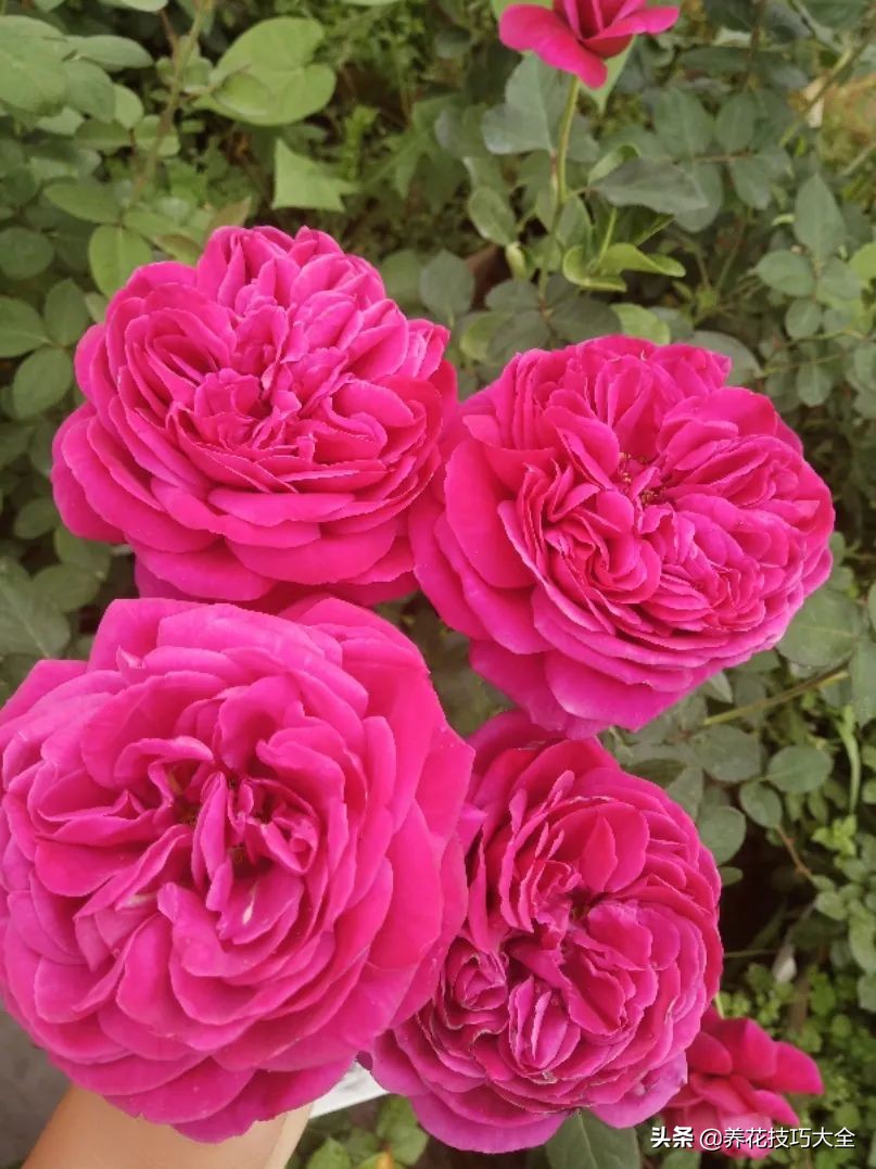 四季开花的月季又香又好养有几种,最漂亮10种盆栽月季
