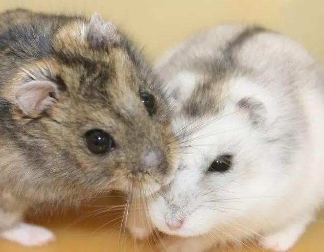 养过仓鼠的才知道的事,养仓鼠要不要给仓鼠洗澡