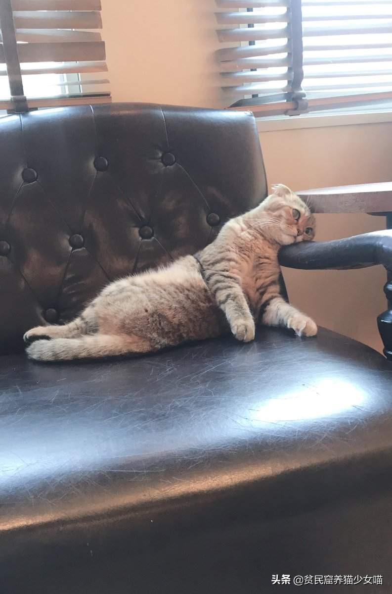 鐚閬楀純鐚挅,鐚挭琚仐寮冨湪鐚挅