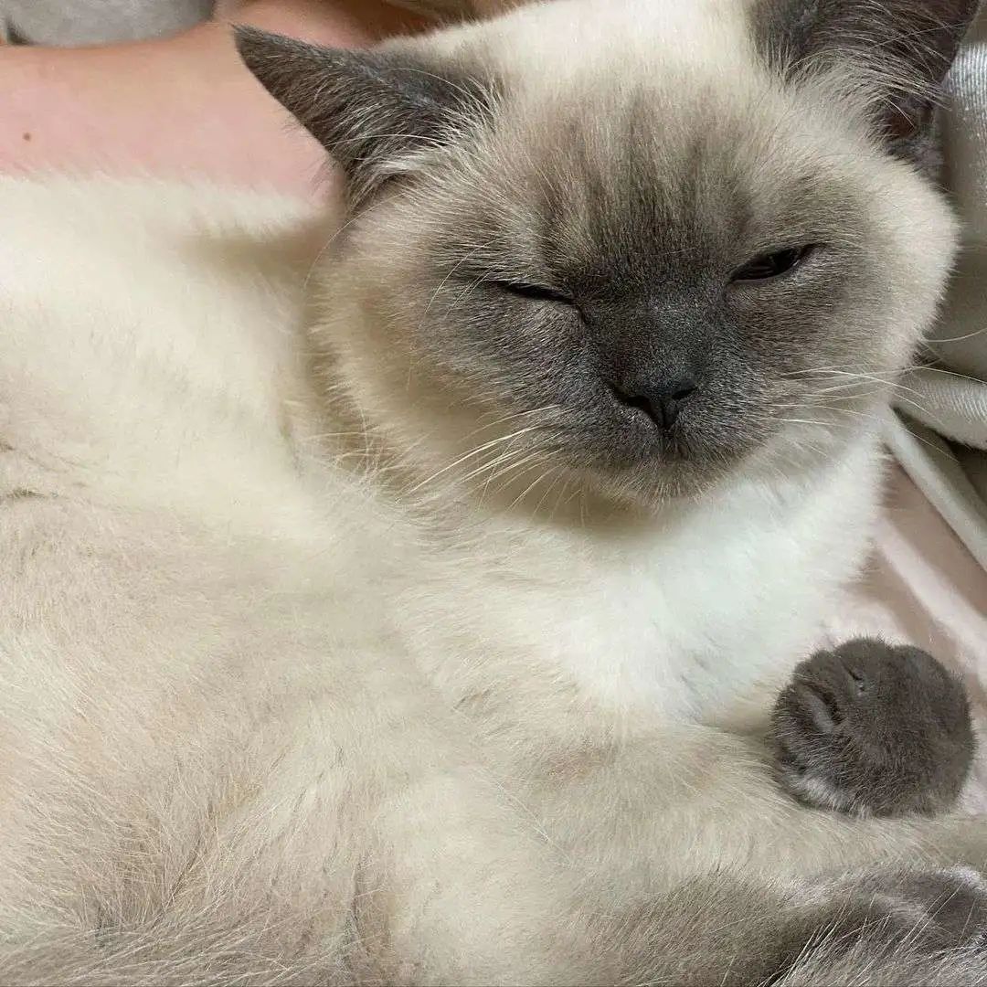 煤老板爆红完整版,煤老板ins