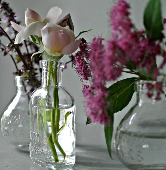 用大蒜养花会有意想不到的效果,大蒜养花小技巧图片