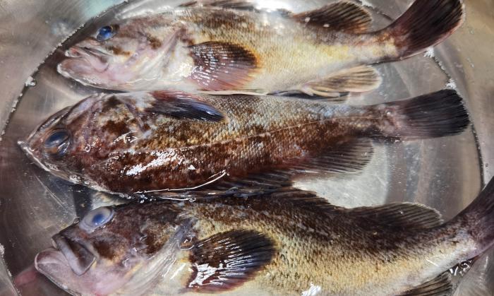 不管炖什么鱼最忌讳加它,炖鱼去除鱼腥味加哪些料