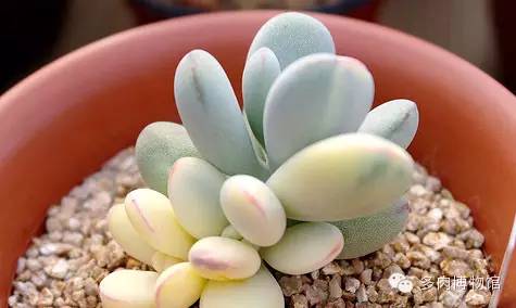 多肉用什么土长得快怎么配土,新手养多肉怎么配土最好