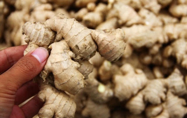 大姜种植技术和管理技术书,大姜的种植方法及管理