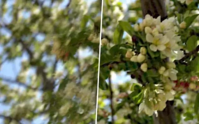 相机拍摄的图片模糊怎么解决,iphone11pro录视频时画面抖动模糊