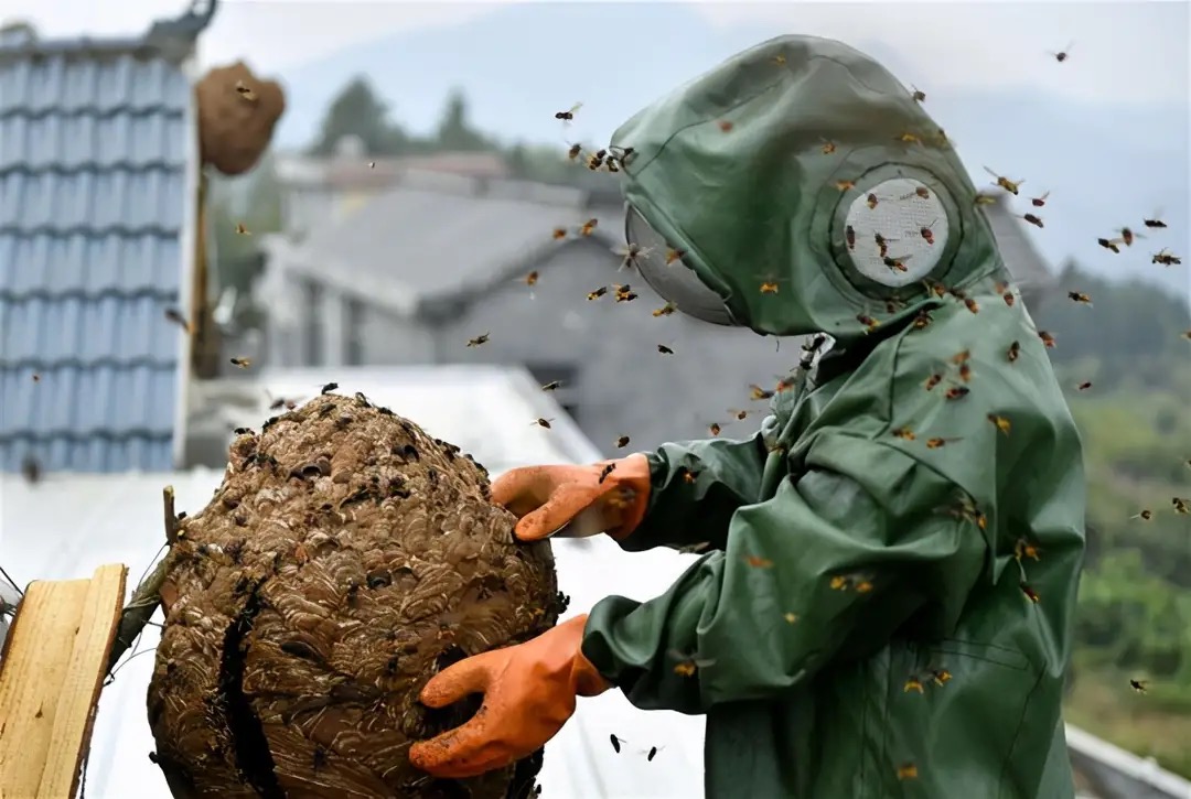 广西马蜂蜇伤事件,扫墓被马蜂蜇死