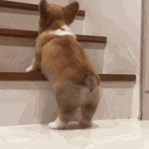 第1次想养纯种狗应该怎么挑,纯种狗和不纯种哪个好养