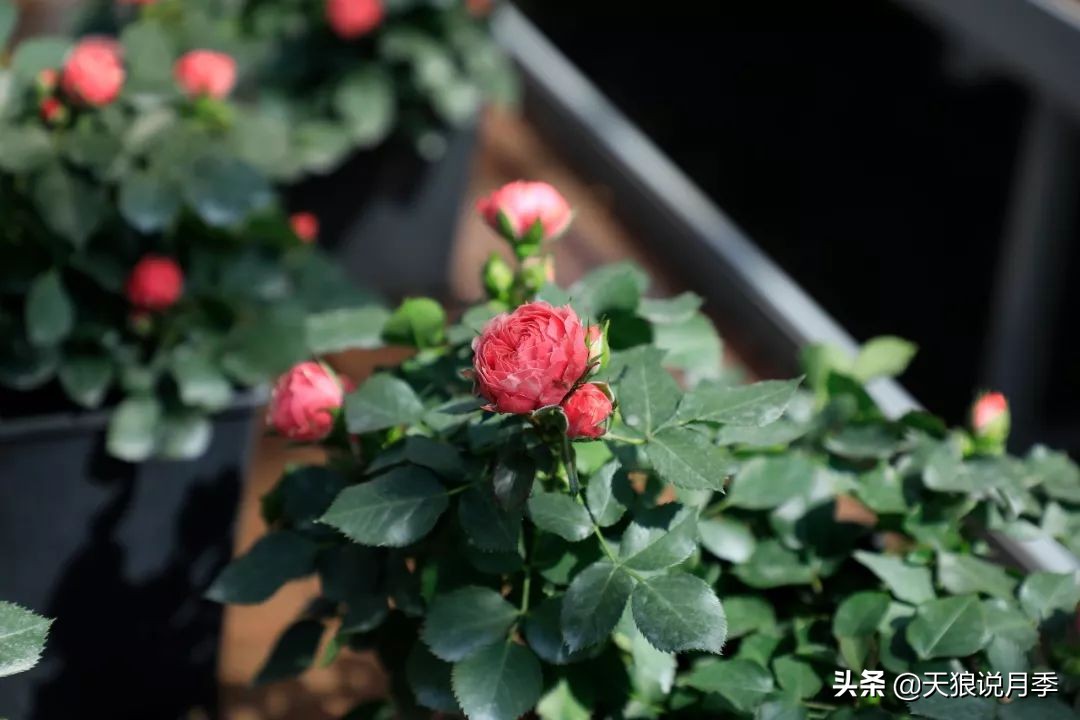 都说“最美人间四月天”，应该就是月季开花的模样吧！