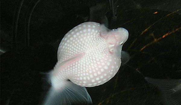 精品皮球珍珠金鱼图片,龙睛珍珠鳞金鱼