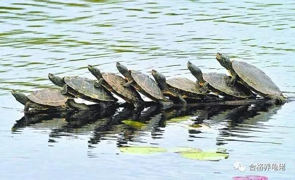 所谓的深水龟能下多深,养石金钱龟水位要多深