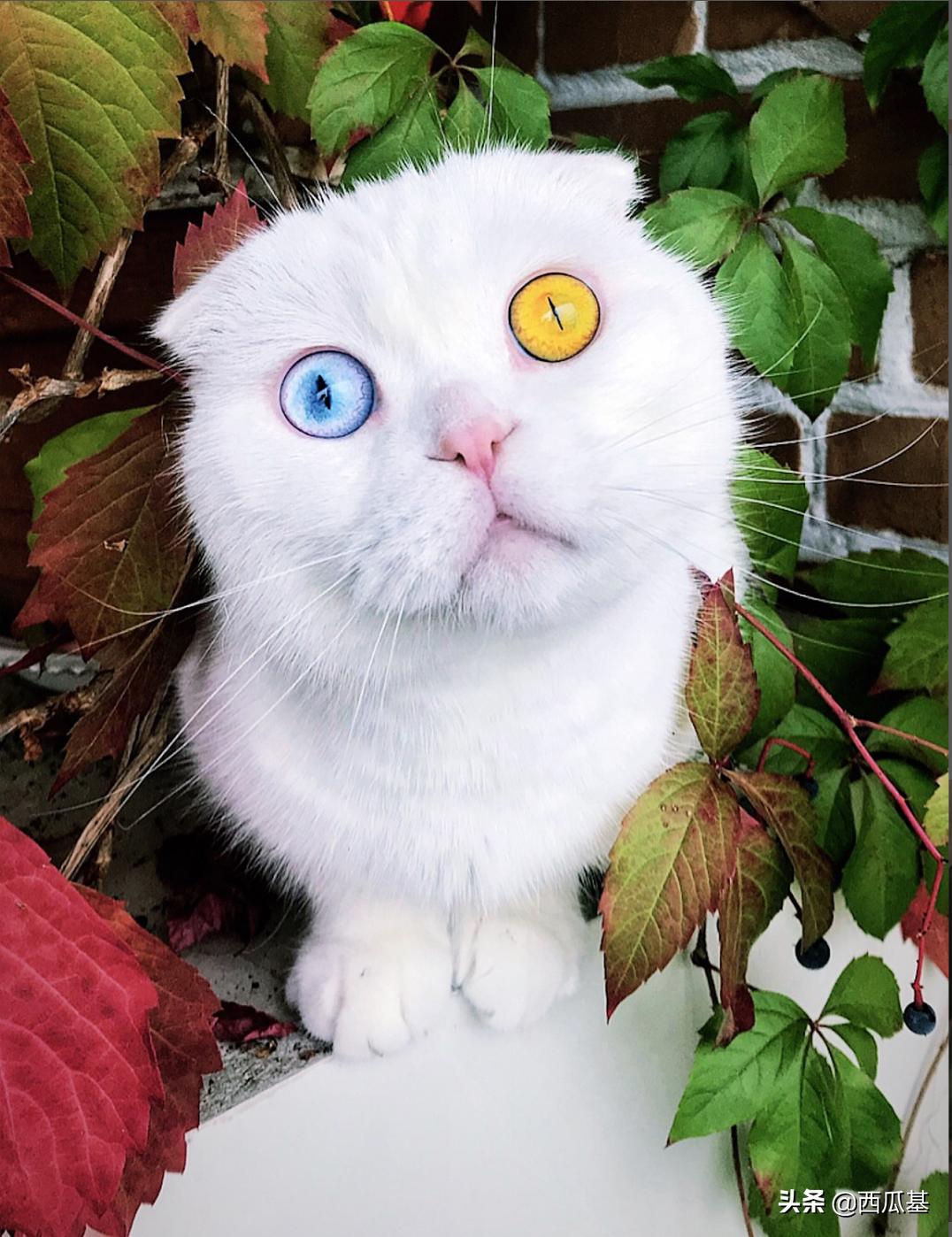 猫咪的三只眼睛,什么猫咪两只眼睛颜色不同