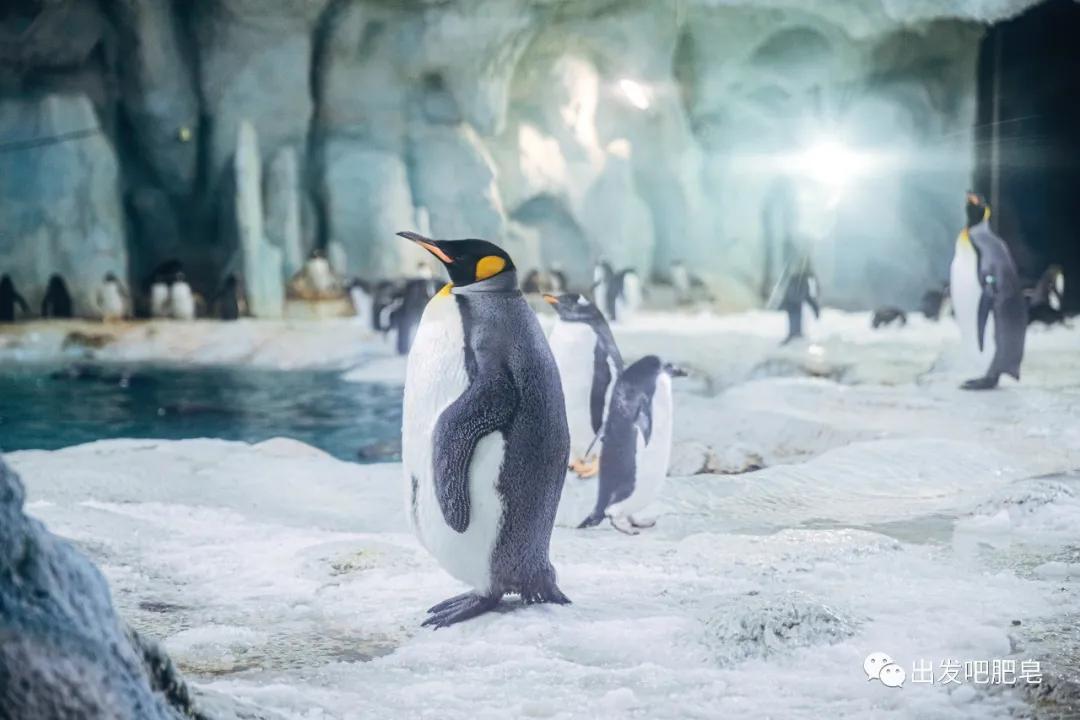 玩转珠海长隆全攻略,玩转珠海长隆海洋王国全攻略