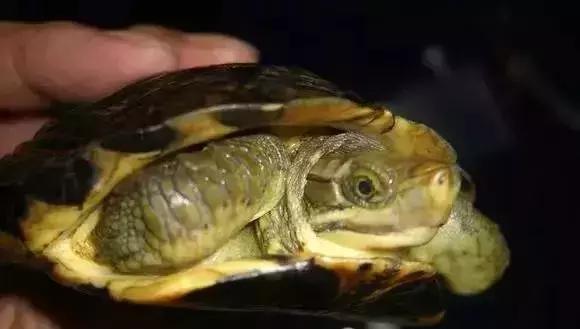 三线闭壳龟和潘氏闭壳龟区别,金头闭壳龟和三线闭壳龟同池