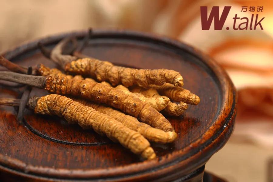 虫草是怎么变成虫子的,虫草实际上是一种什么药